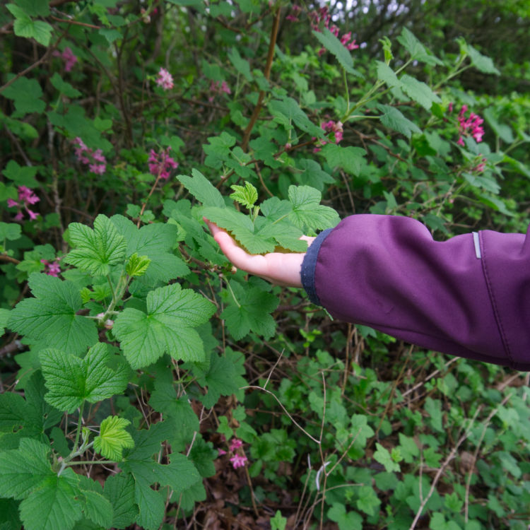IEF-projetfeuillesnature